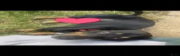 Mixed Breed dogs for sale: DaschundXRottweiler - Advert 1