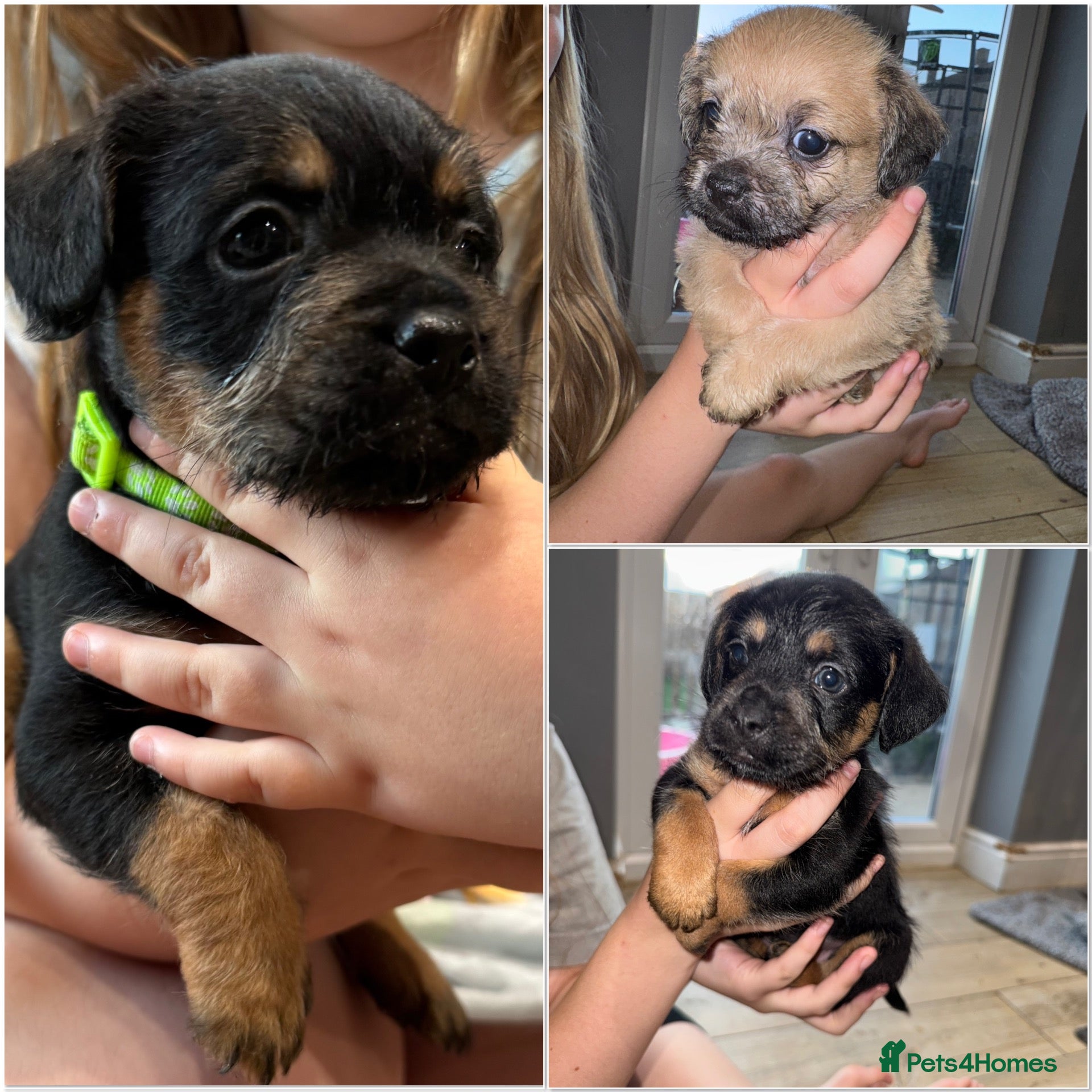 Mixed Breed dogs Frenchie cross toy poodle puppies - Advert 7