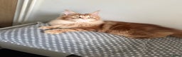 Maine Coon cats for stud: Proven Red tabby Maine coon stud - Advert 13