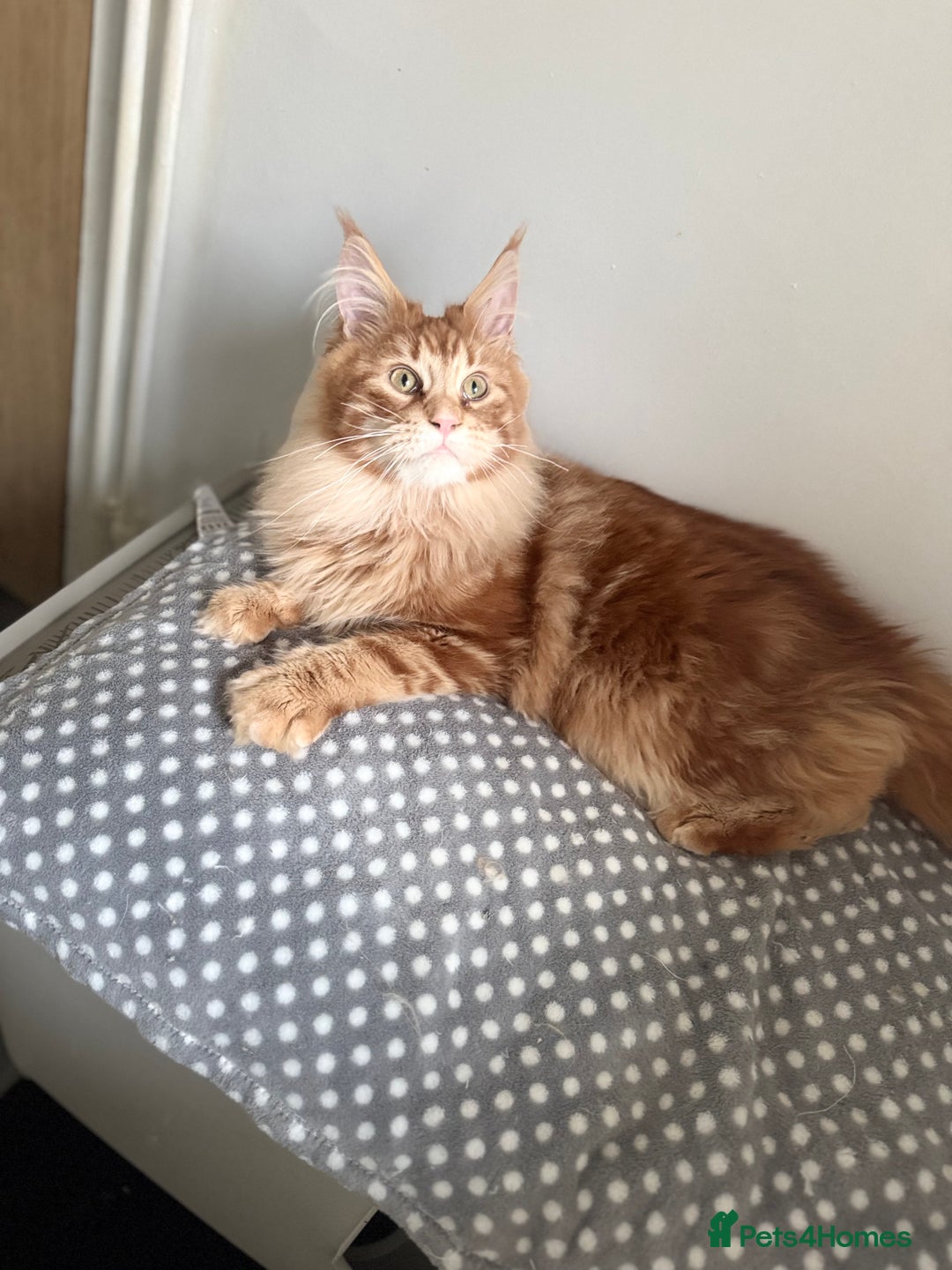 Maine Coon cats for stud: Proven Red tabby Maine coon stud - Image 2