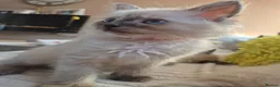 Ragdoll cats for sale: Beautifull ragdoll - Advert 26