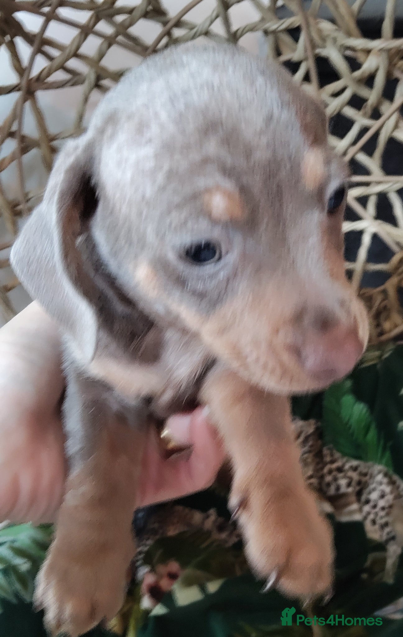 Chiweenie dogs Beautiful Chiweenies - Advert 2