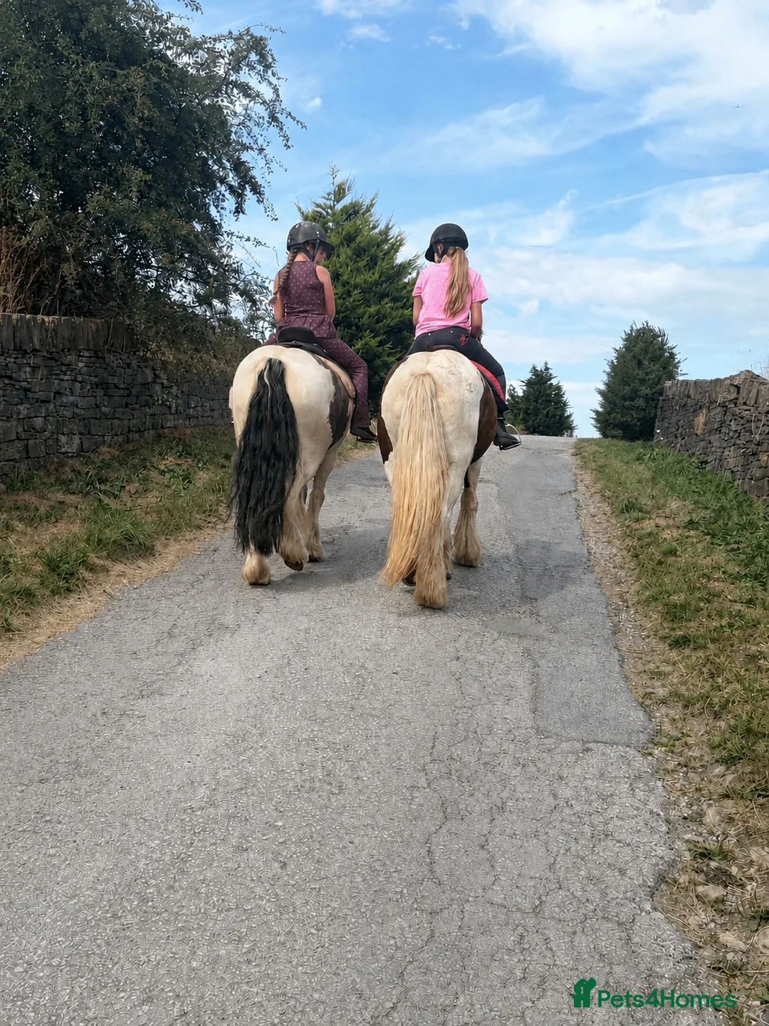 Irish Cob horses for sale: 13.2hh cob mare 4 years old.  - Advert 2