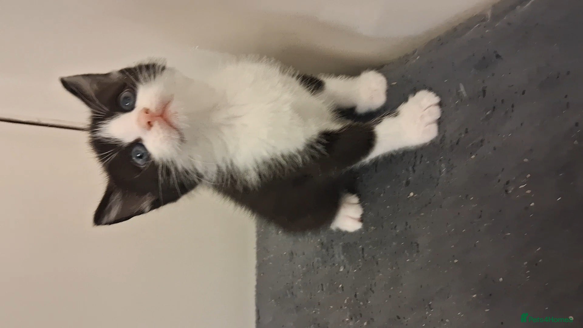 Domestic Shorthair cats for sale: 2 BEAUTIFUL KITTENS AND MUM AVAILABLE - Advert 13