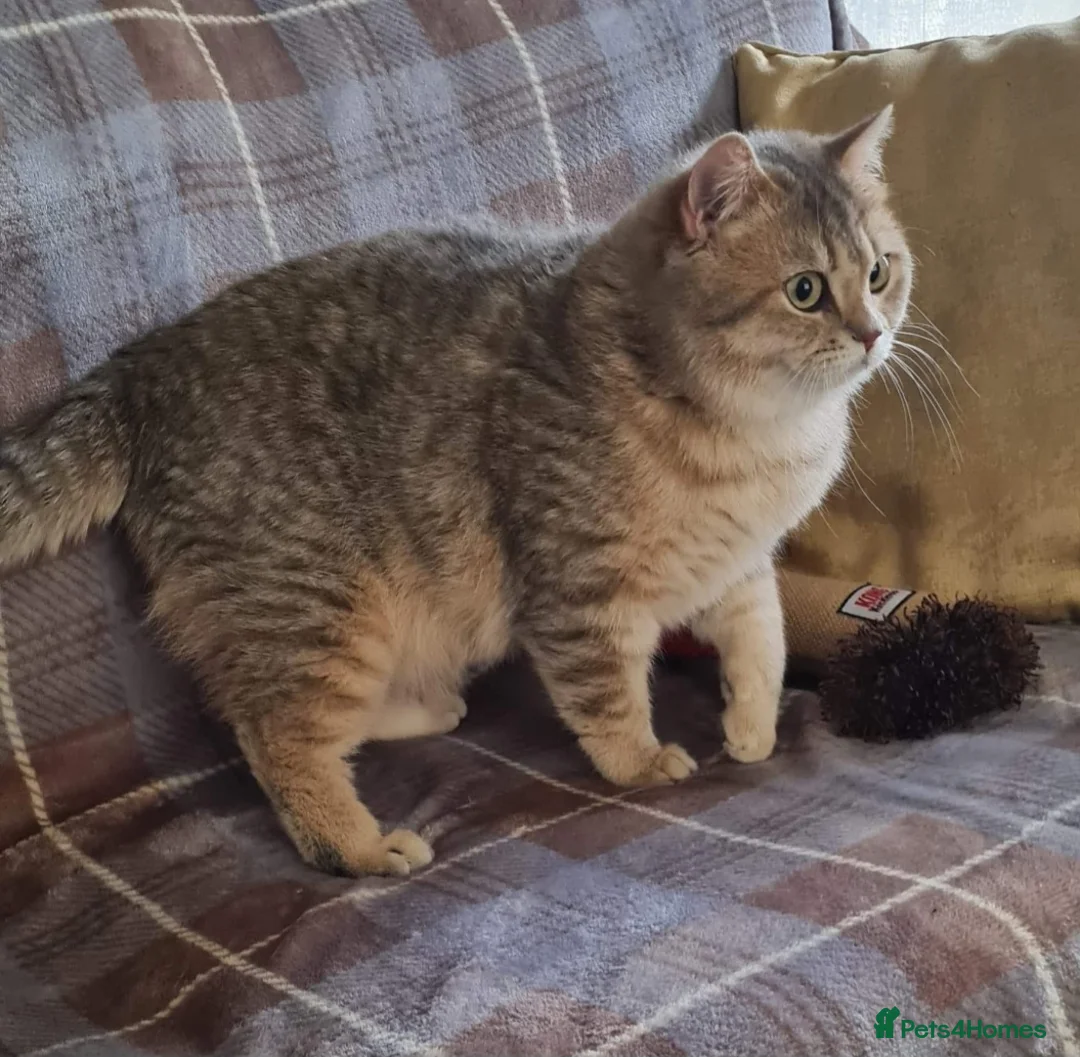 British Shorthair cats for stud: stud boys in Rhyl - Advert 10