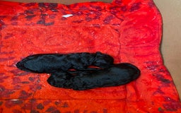 Toy Poodle dogs for sale: Black toy poodle male puppy excellent pedigree - Advert 2