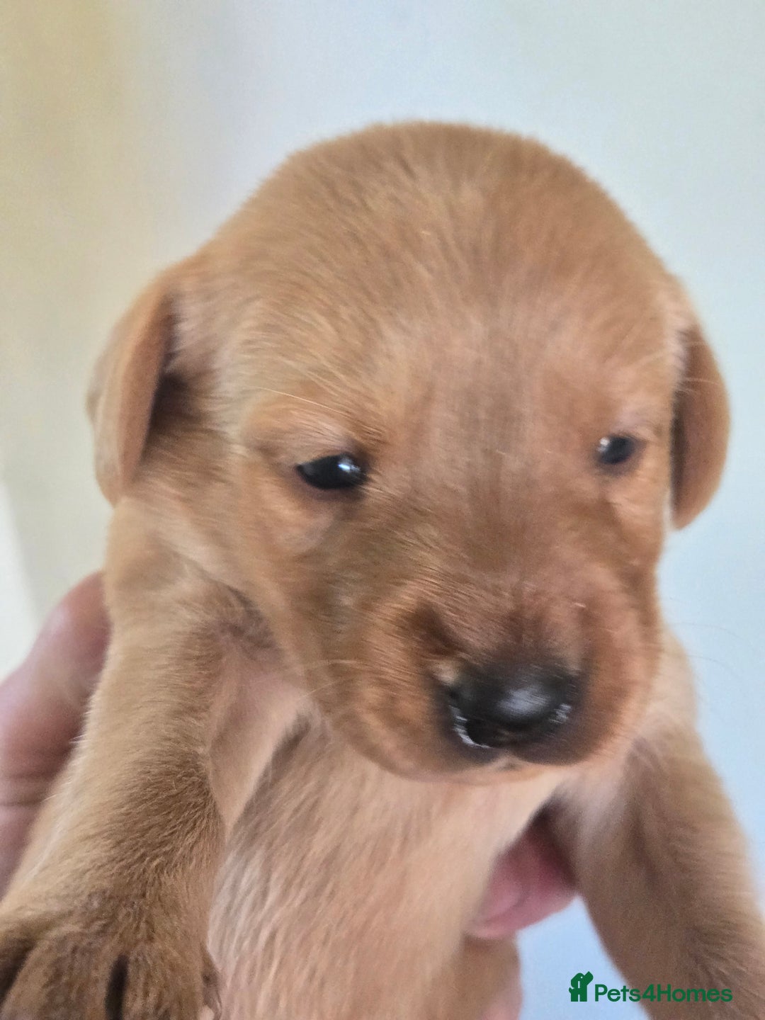 Labrador Retriever dogs for sale: Stunning litter of Fox Red and Black Labradors - Image 4
