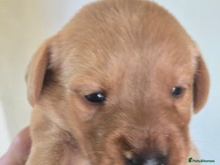 Labrador Retriever dogs - Advert 19