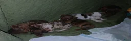 Miniature Dachshund dogs for sale: Colourful litter of 6 Dachshunds  in Burgess Hill - Advert 8