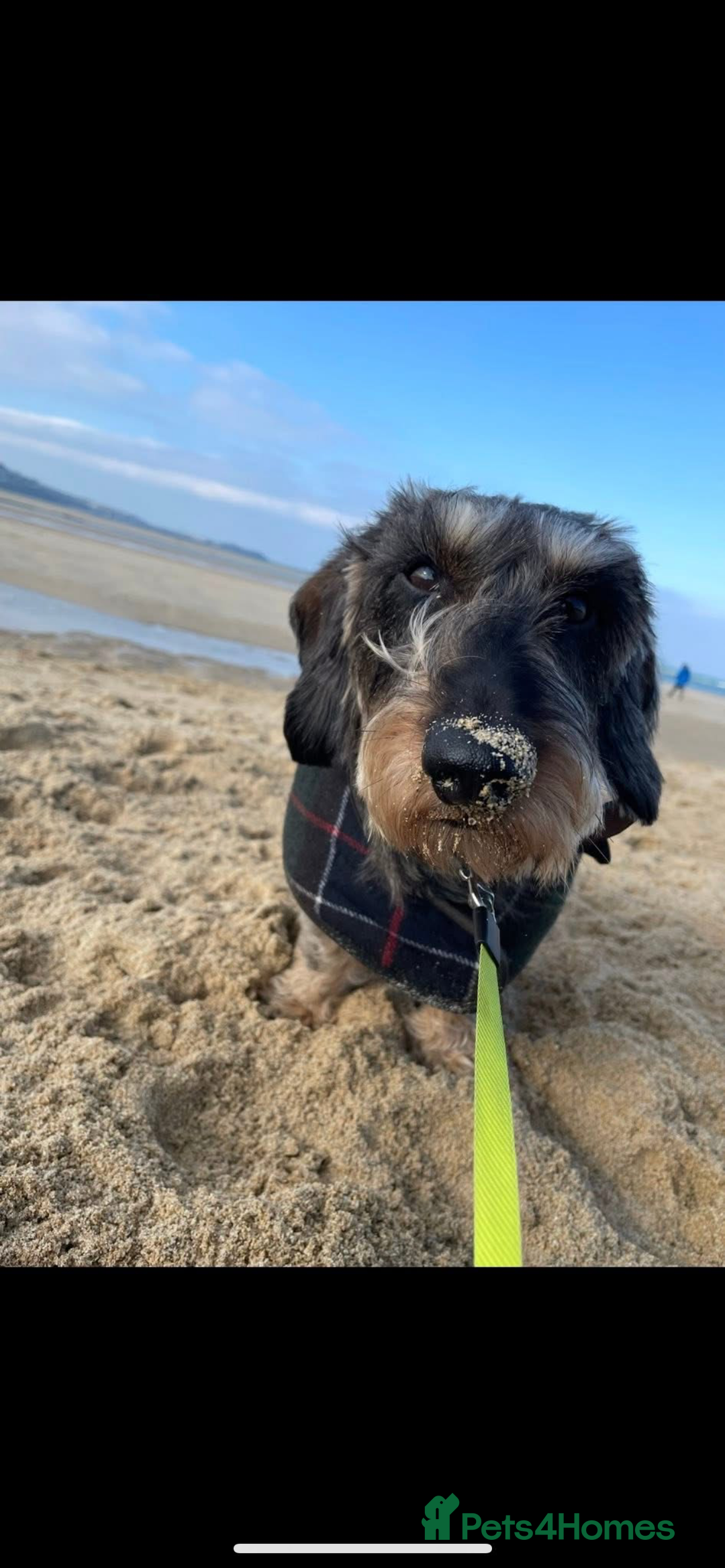 Dachshund dogs for sale: Herman Dachshund  - Image 4