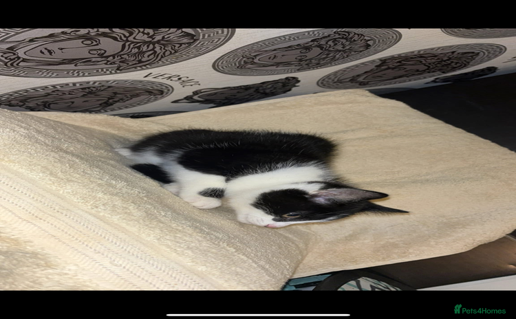 Mixed Breed cats - Advert 1