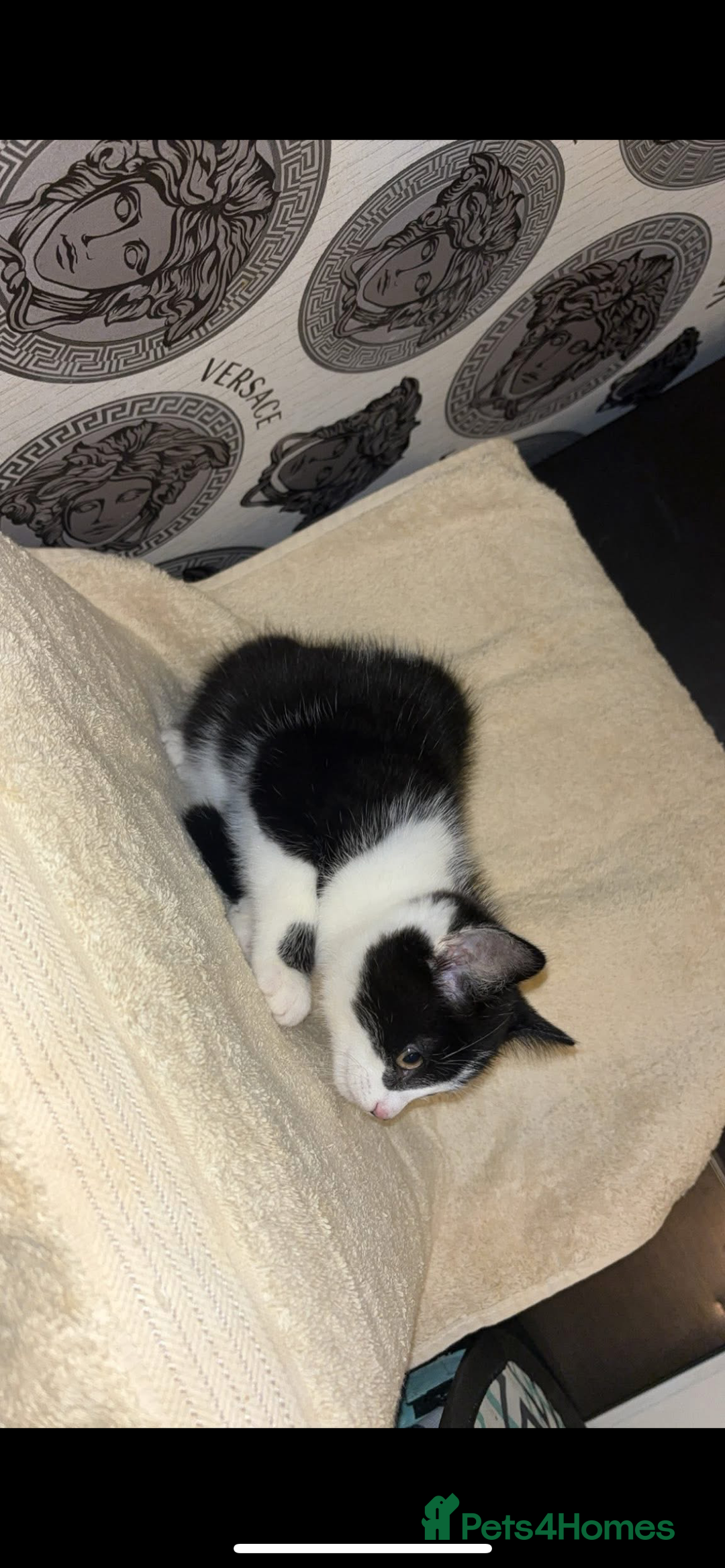 Mixed Breed cats for sale: 10 week old female - Image 1