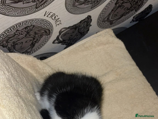 Mixed Breed cats 10 week old female - Advert 1