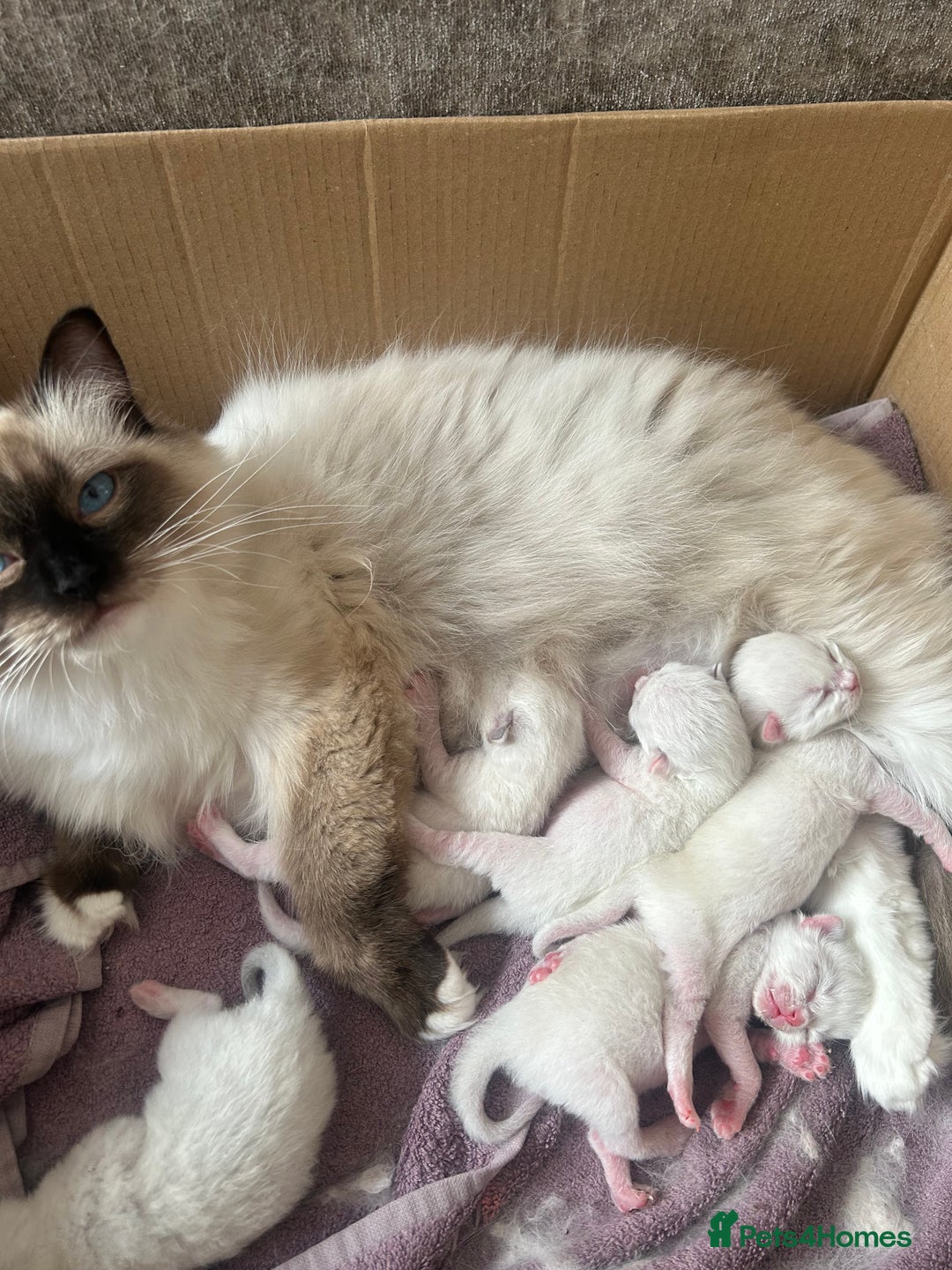 Ragdoll cats for sale: **5 stunning TICA ragdoll kittens available** - Image 9