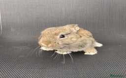 French Lop rabbits for sale: Baby lops in Hexham - Image 15