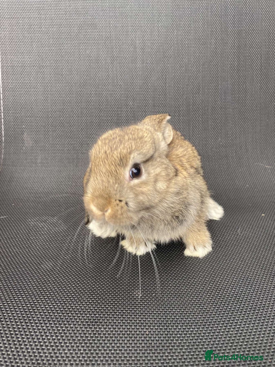 French Lop rabbits for sale: Baby lops in Hexham - Image 15