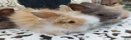 Lionhead rabbits for sale: PUREBRED DOUBLE/TEDDY LION HEAD BABIES  - Advert 11