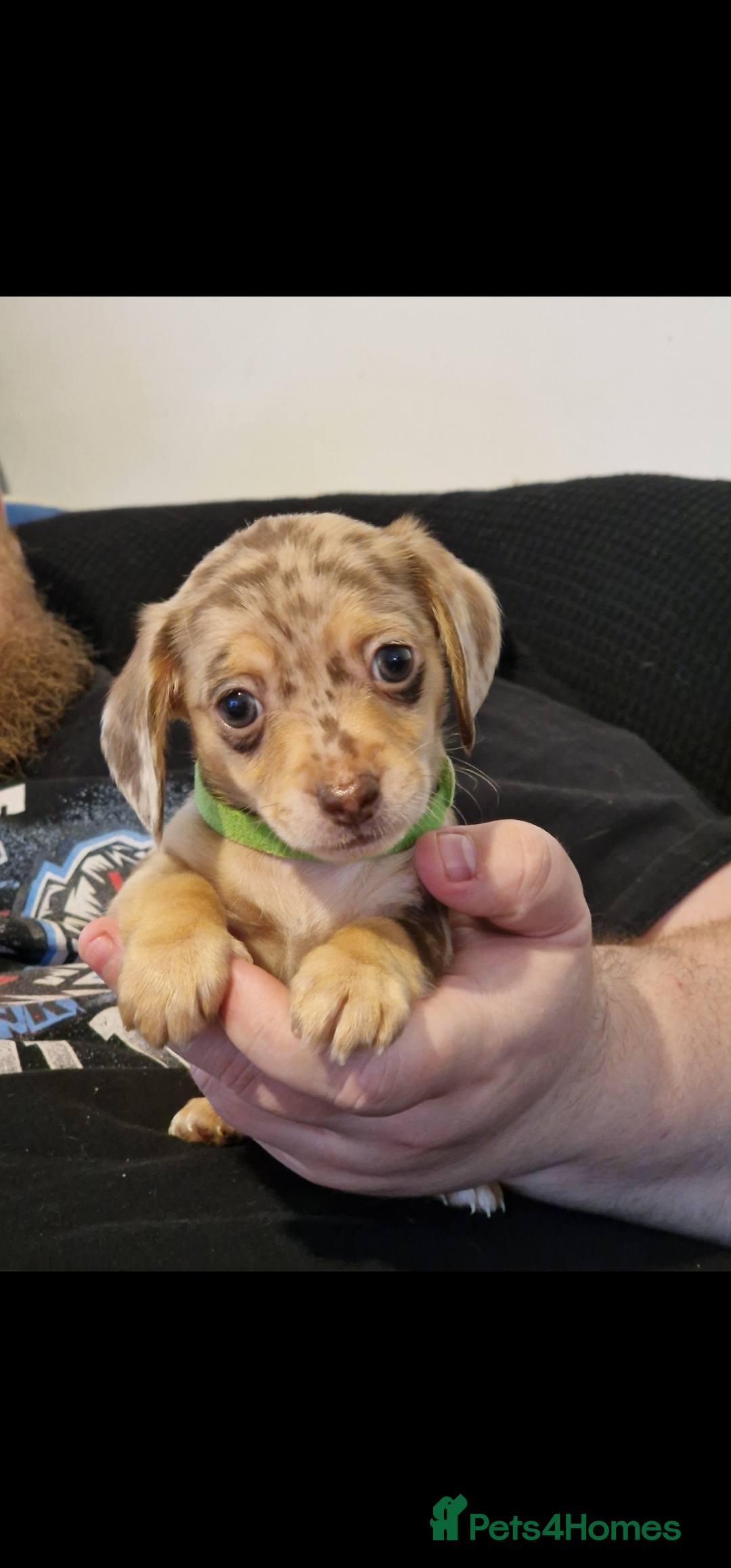 Chiweenie dogs for sale: 6 Chihuahua/Minature Dacshund Pups Ready to leave - Image 6