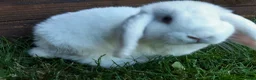 Mini Lop rabbits for sale: Gorgeous Mini Lops  - Advert 5