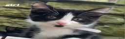 Mixed Breed cats for sale: Mixture of black & white ready to go mixed breed - Advert 5