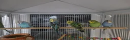 Budgerigars birds for sale: Bidgies in Dagenham - Advert 2