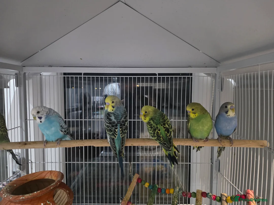 Budgerigars birds for sale: Bidgies in Dagenham - Advert 2