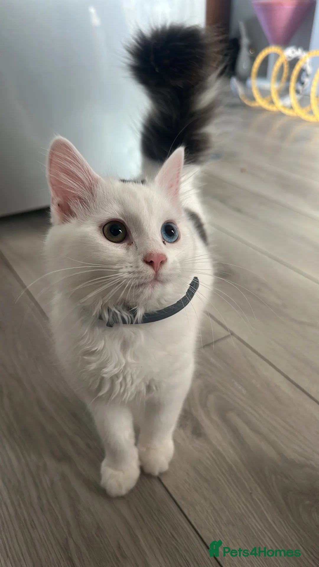 Ragdoll cats for sale: Beautiful cat   - Advert 1