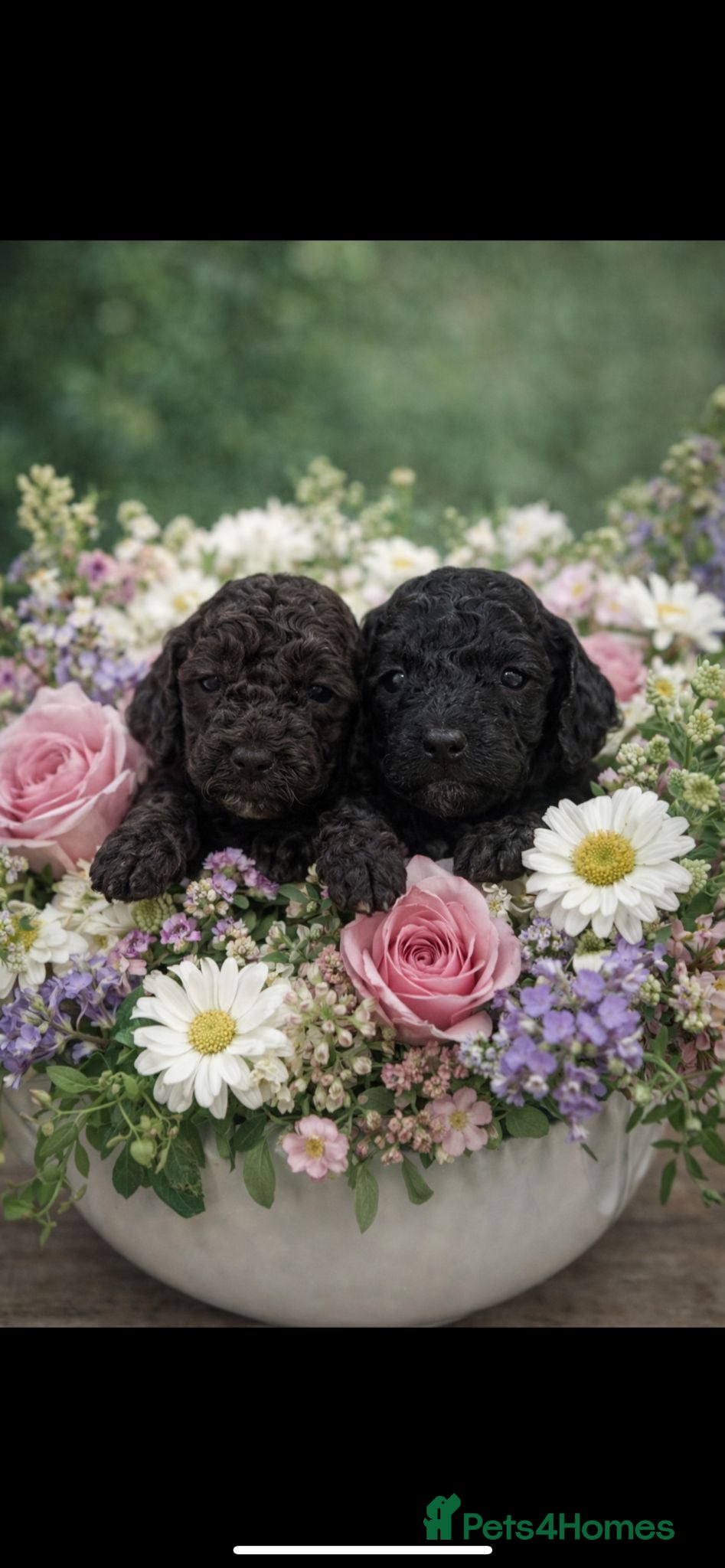 Cockapoo dogs Cockapoo puppies - Advert 3