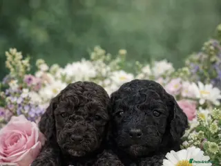 Cockapoo dogs Cockapoo puppies - Advert 3