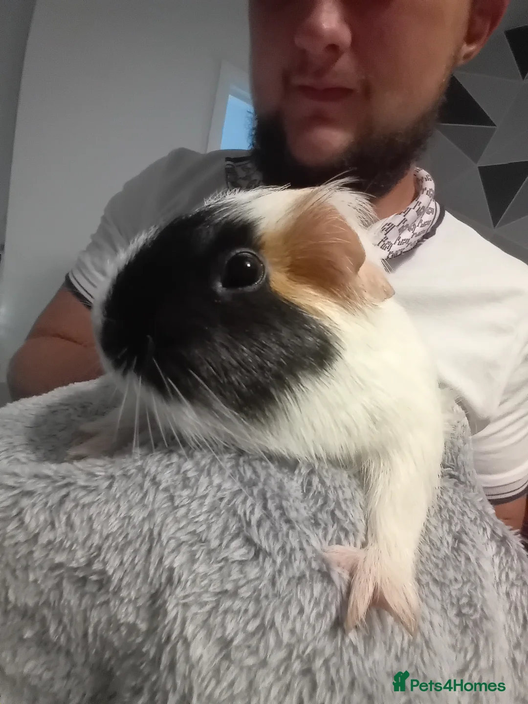 Guinea Pig rodents for sale: 2 Male Guinea Pigs in Durham - Advert 1