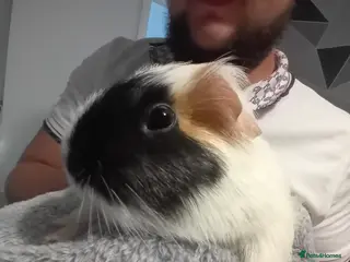 Guinea Pig rodents 2 Male Guinea Pigs - Advert 1