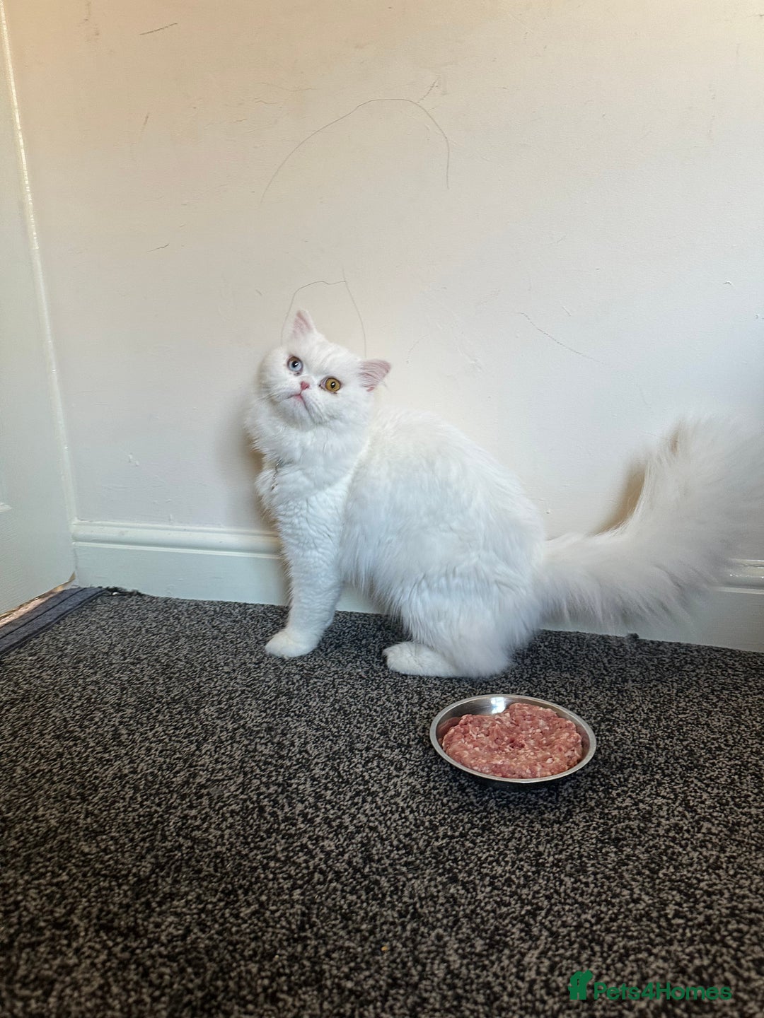 Persian cats for stud: Persian cat - Advert 2