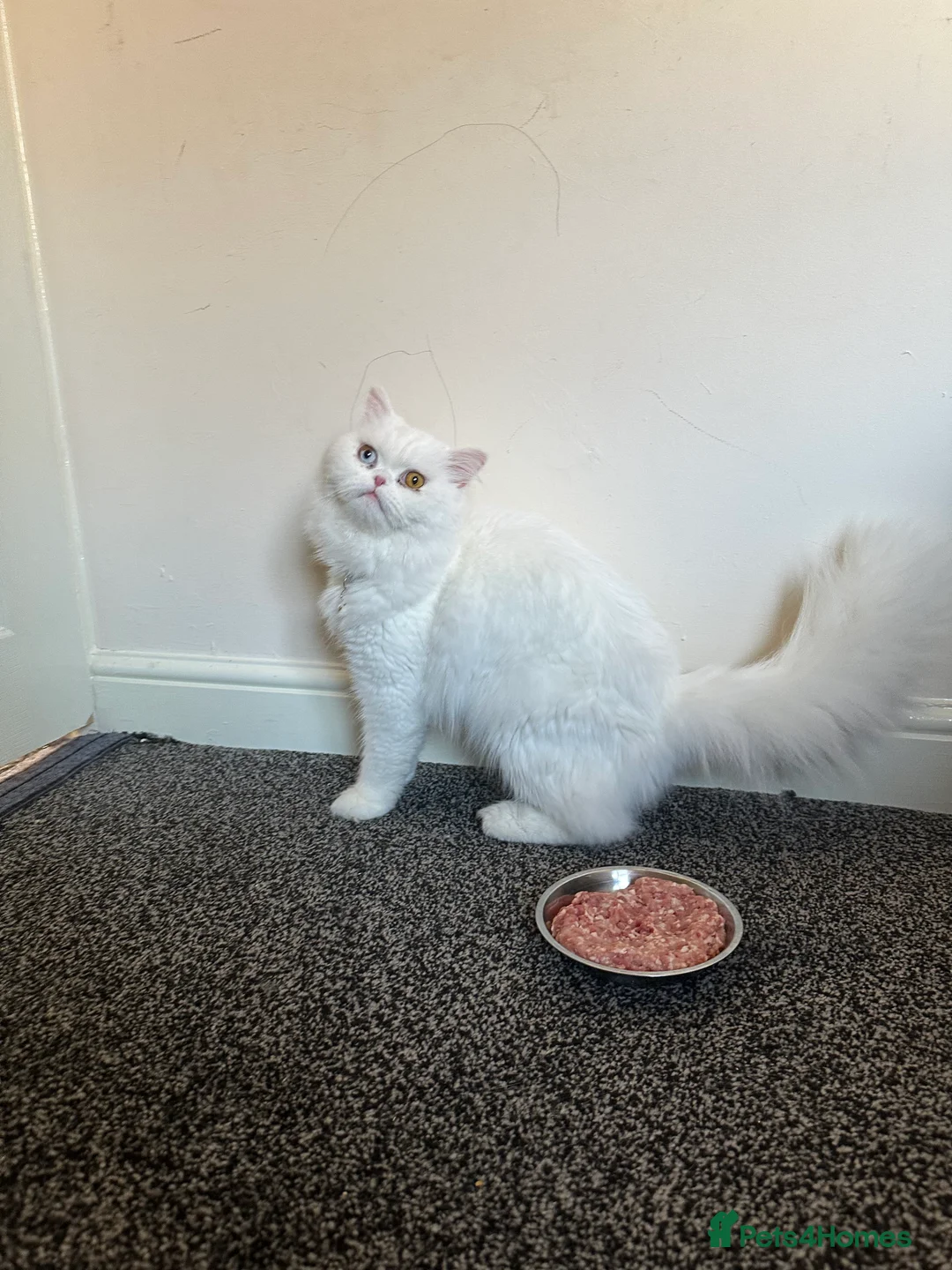 Persian cats for stud: Persian cat - Advert 2