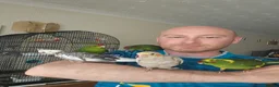 Mixed Breed birds for sale:  kakariki chicks hand tame  - Advert 7