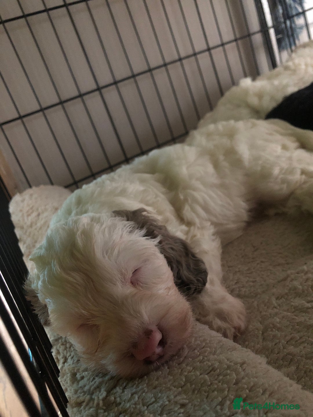 Cockapoo dogs for sale: Cockerpoo f1b puppies for sale  - Image 9