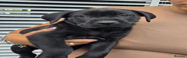 Cane Corso 6