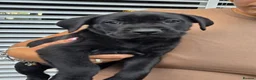 Cane Corso dogs for sale: Cane Corso puppies - Advert 19