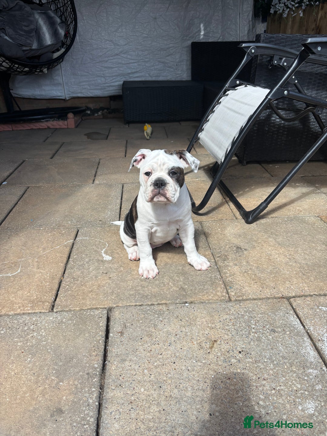 Olde English Bulldogge dogs for sale: LAST BABY GIRL both jabs microchipped pricedrop - Image 13