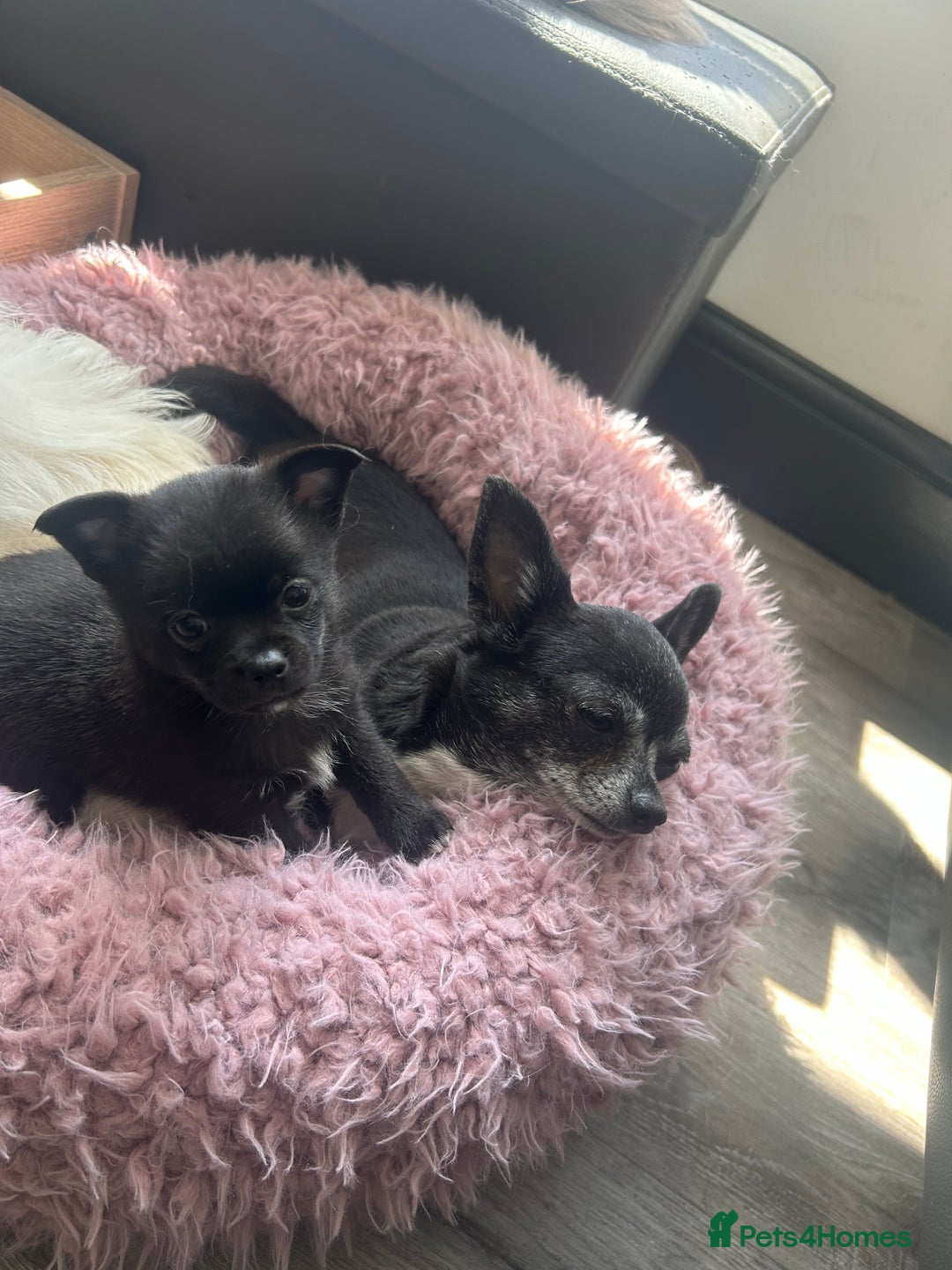 Chihuahua dogs for sale: READY NOW chihuahua x Pom puppies  - Image 6