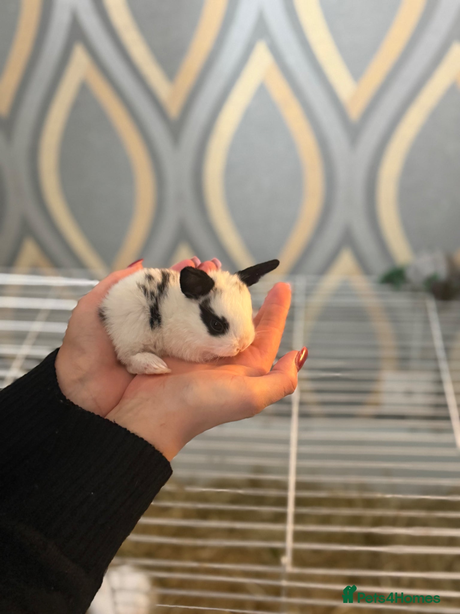 Mixed Breed rabbits One male one female rabbit  - Advert 1