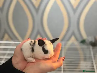 Mixed Breed rabbits One male one female rabbit - Advert 8