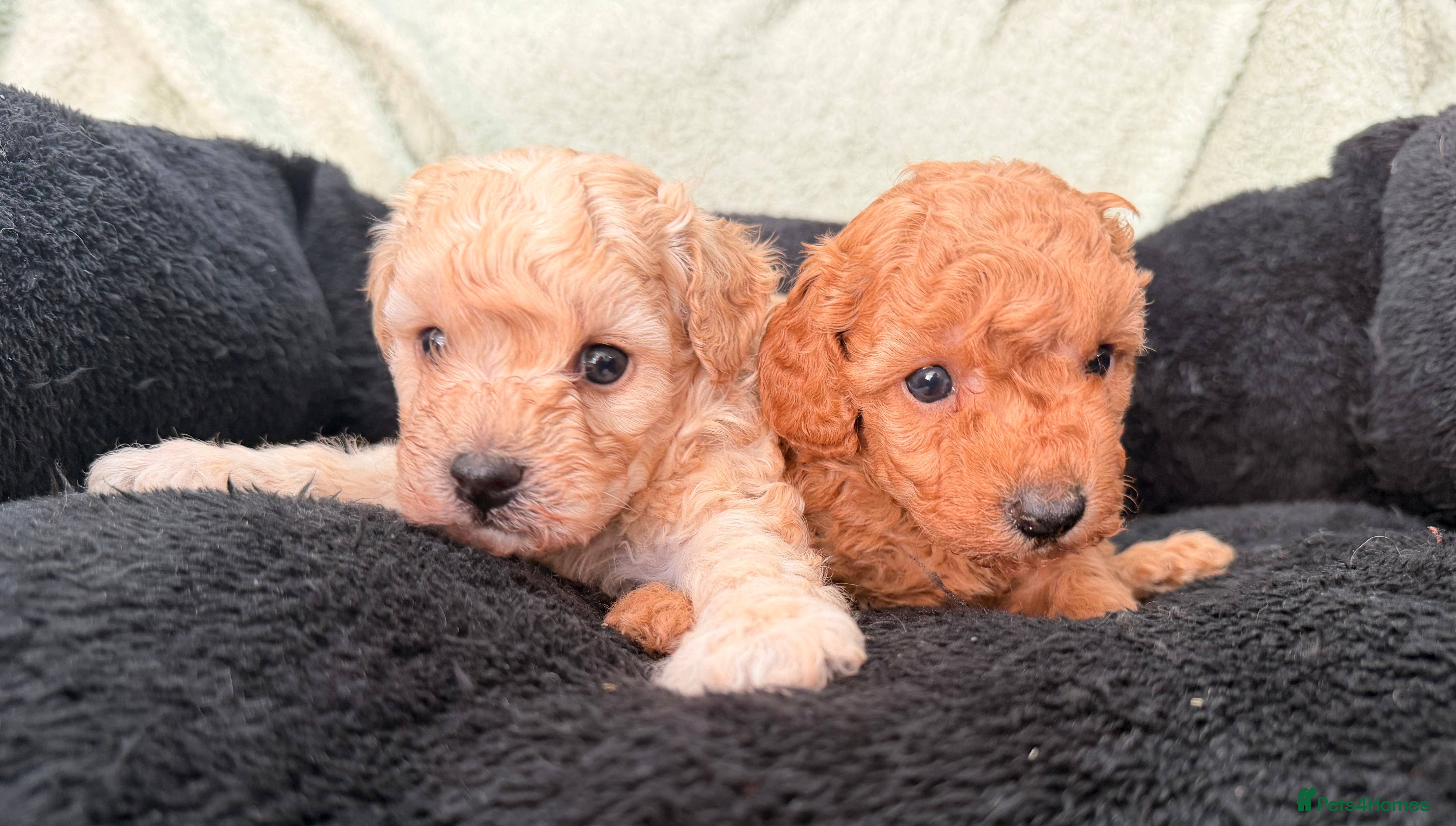 Poochon dogs Stunning Poochon puppies - Advert 18