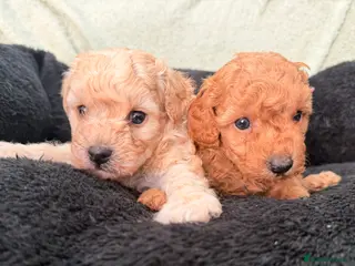 Poochon dogs Stunning Poochon puppies - Advert 2