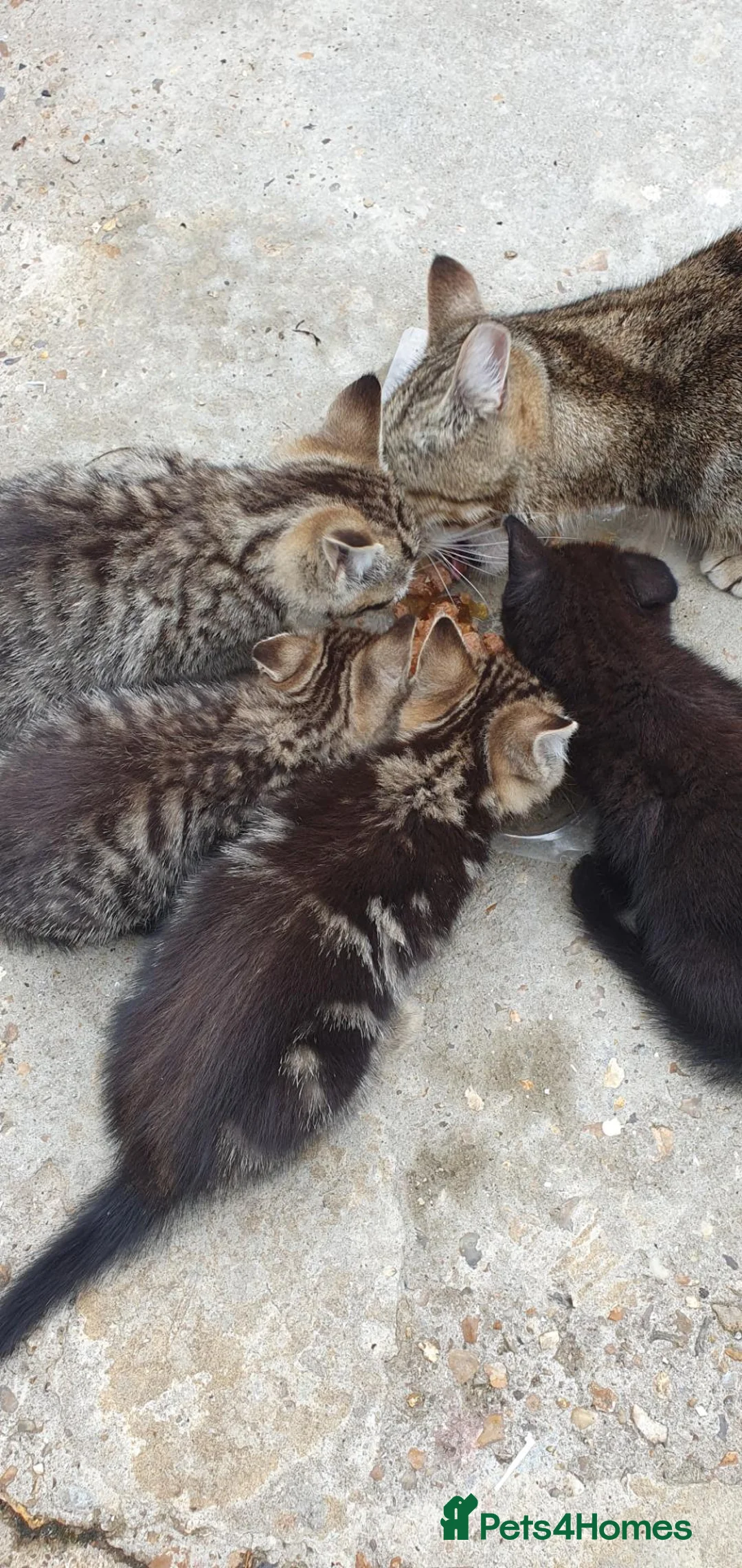 British Shorthair cats for sale: Tabby kittens  - Advert 2
