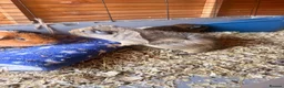 Guinea Pig rodents for sale: Guinea pigs  - Advert 5