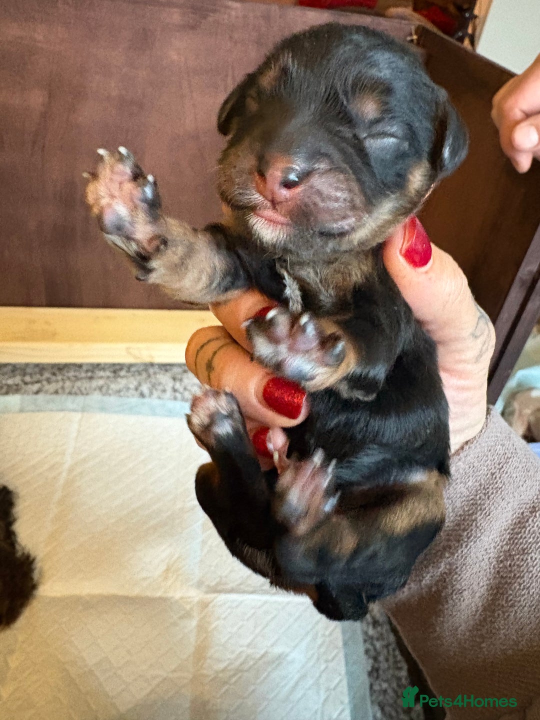 Mixed Breed dogs for sale: Beautiful Cavapoo puppies  - Advert 9