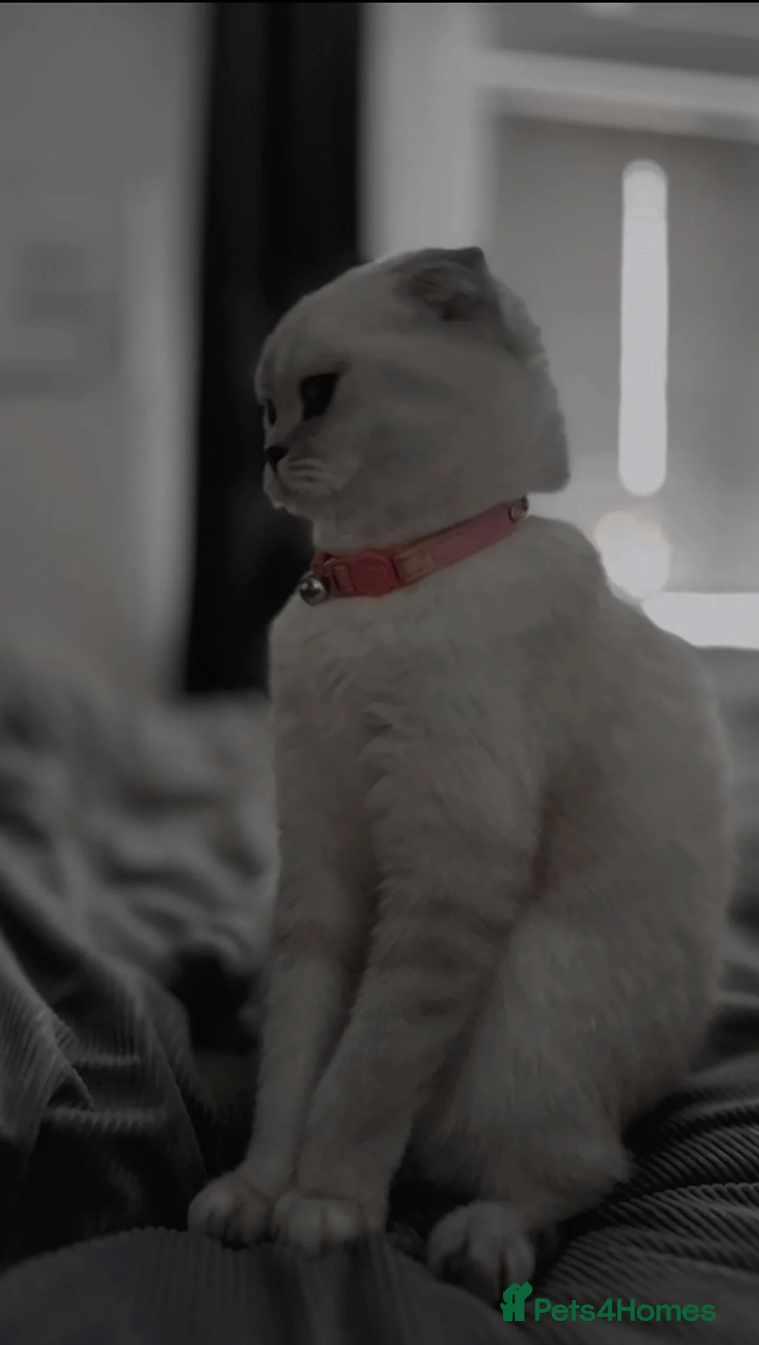 Scottish Fold cats for sale: Beautiful Scottish fold  - Advert 10