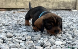 Dachshund dogs for sale: Wire Haired Teckels - Image 19