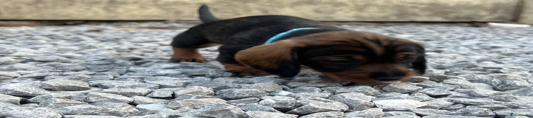 Dachshund Puppy 8