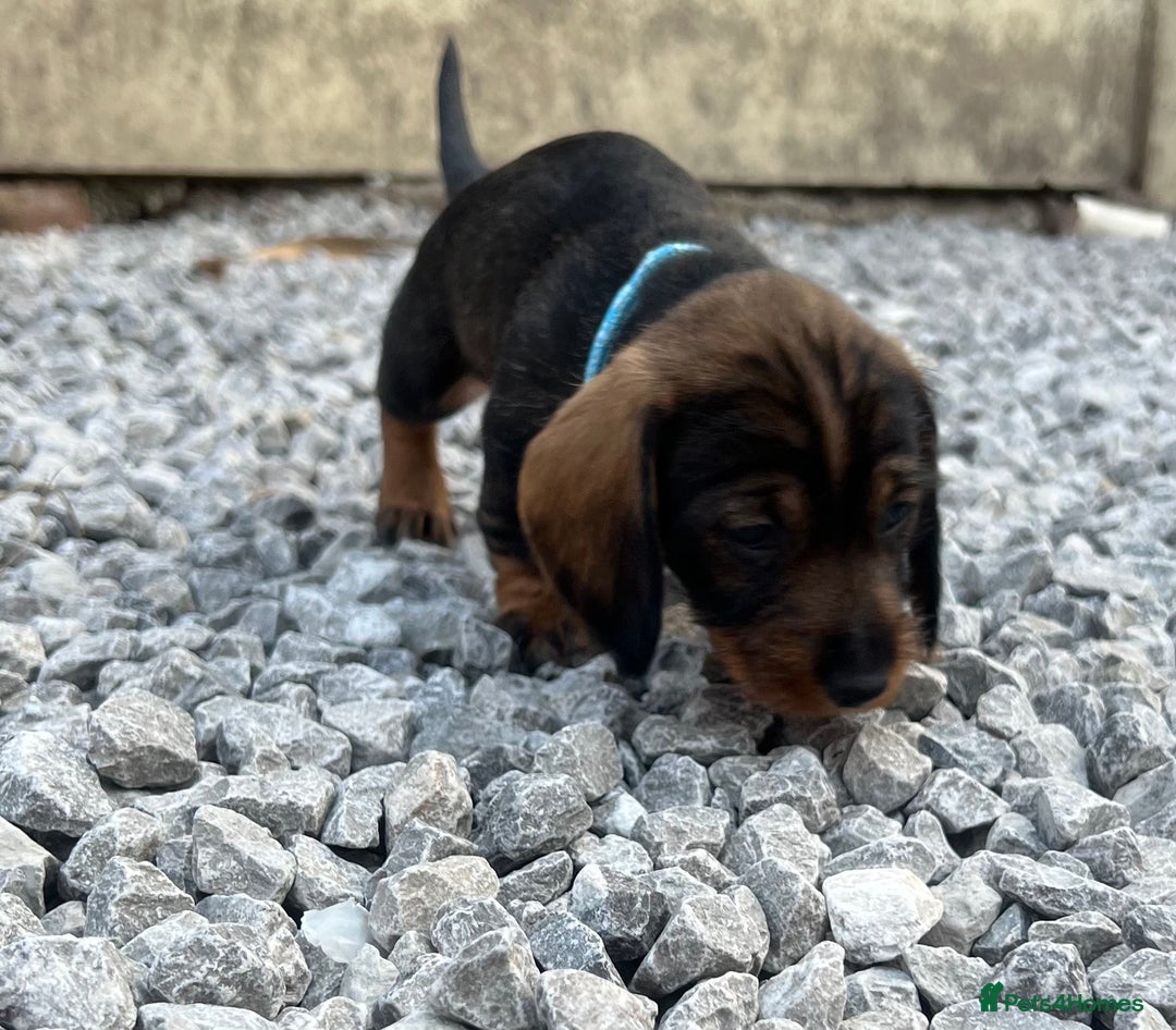 Dachshund dogs for sale: Wire Haired Teckels - Image 19